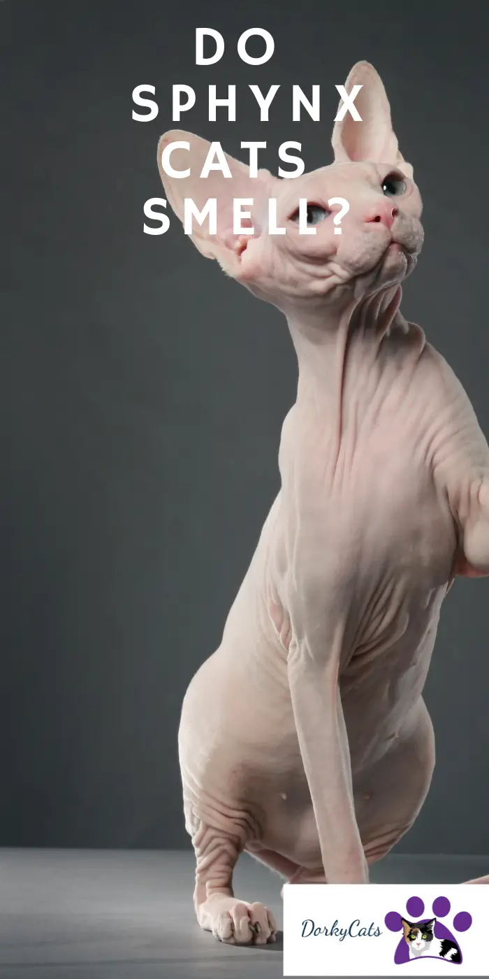 DO SPHYNX CATS SMELL? [ YES AND NO, AND HERE IS WHY] DorkyCats