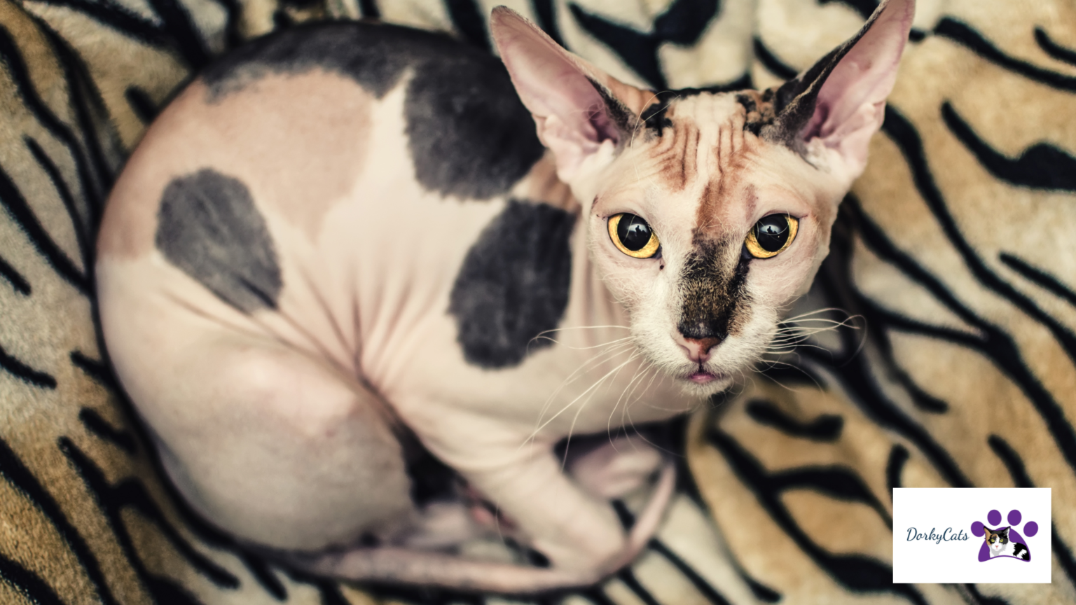 DO SPHYNX CATS SMELL? [ YES AND NO, AND HERE IS WHY] DorkyCats