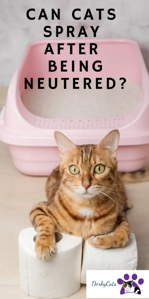CAN CATS SPRAY AFTER BEING NEUTERED?