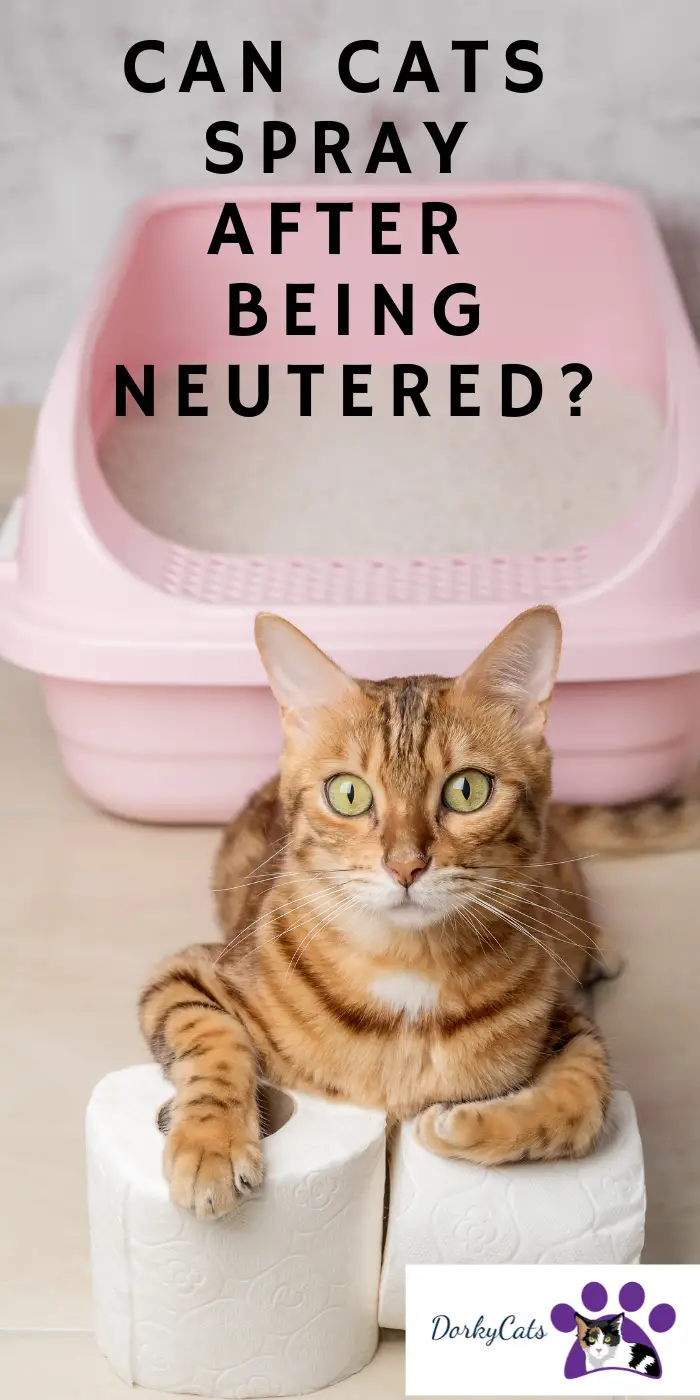 CAN CATS SPRAY AFTER BEING NEUTERED? 7+ REMEDIES DorkyCats