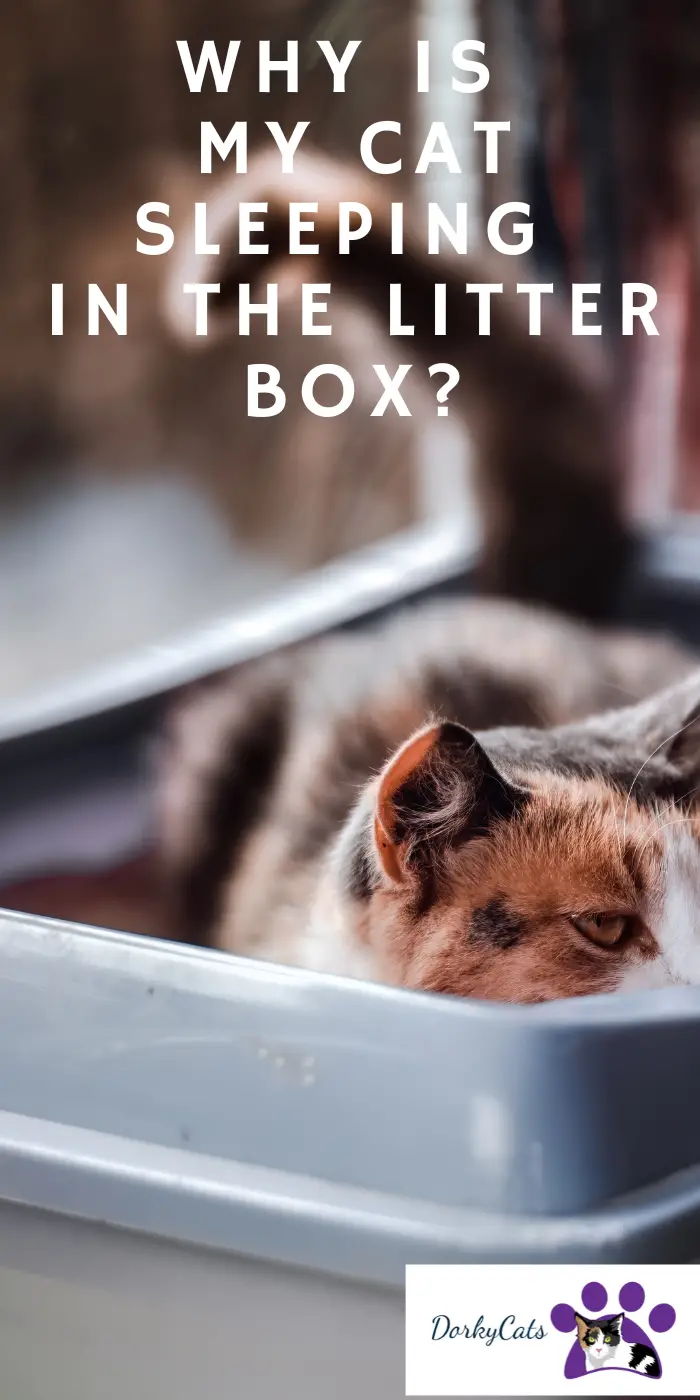 WHY IS MY CAT SLEEPING IN THE LITTER BOX? DorkyCats