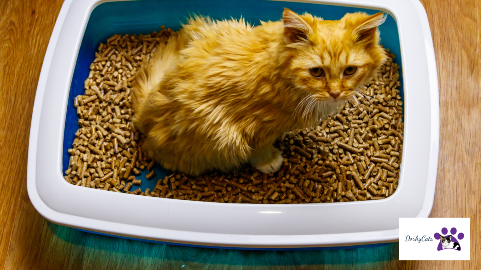 WHY IS MY CAT SLEEPING IN THE LITTER BOX? DorkyCats