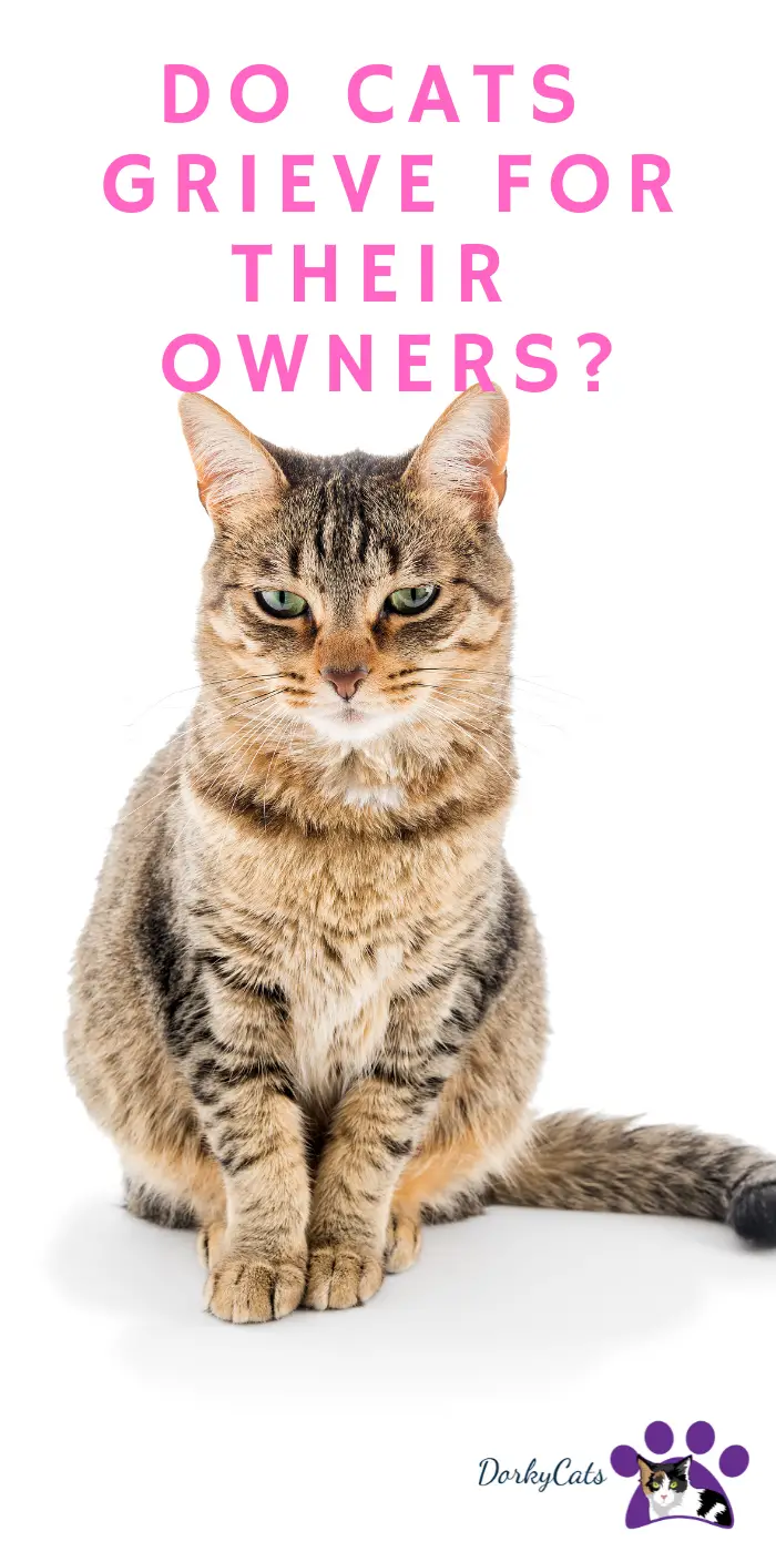 DO CATS GRIEVE FOR THEIR OWNERS? 5 UNMISTAKABLE SIGNS DorkyCats