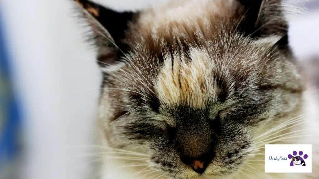 DO CATS GRIEVE FOR THEIR OWNERS? 5 UNMISTAKABLE SIGNS