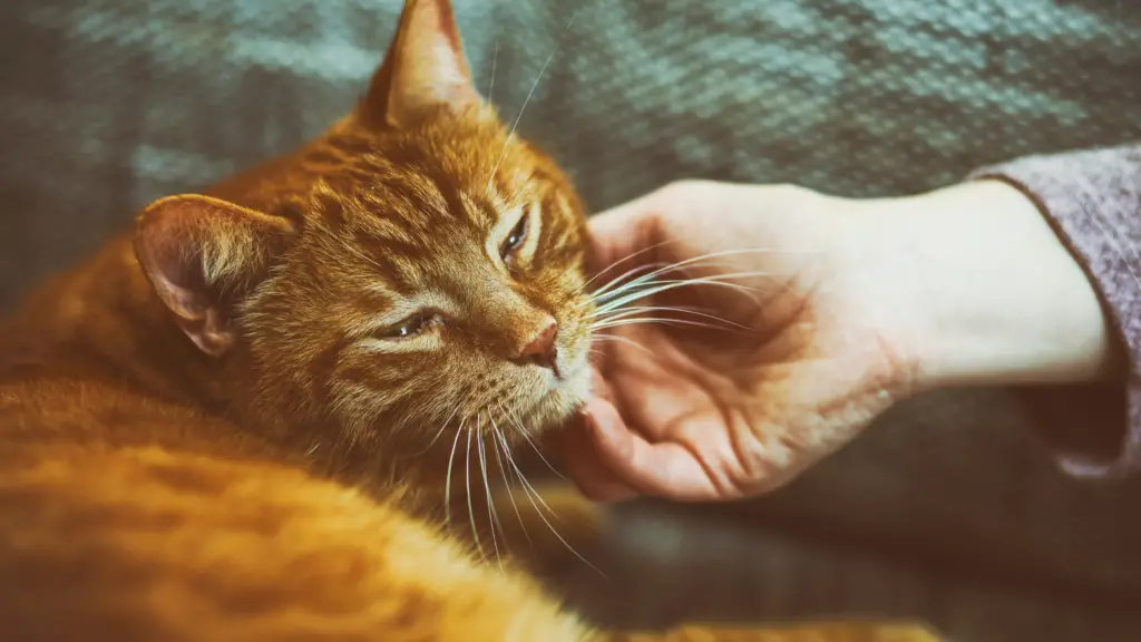 WHY IS MY CAT PURRING SO LOUD? 5+ REASONS DorkyCats