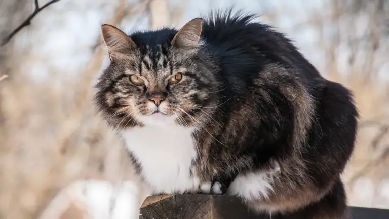 ARE NORWEGIAN FOREST CATS HYPOALLERGENIC? [ ALL YOU NEED TO KNOW]
