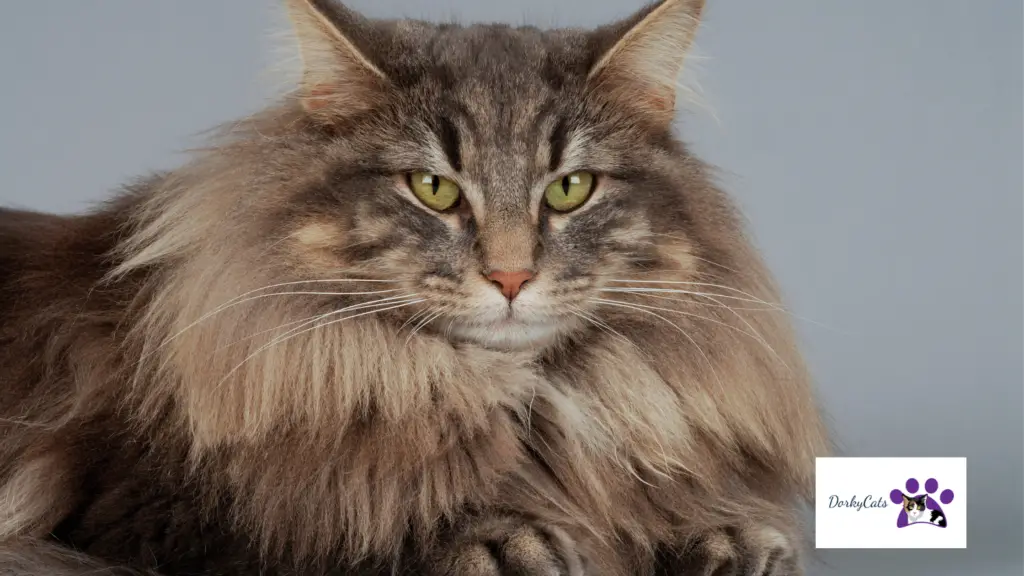 ARE NORWEGIAN FOREST CATS HYPOALLERGENIC? [ ALL YOU NEED TO KNOW]