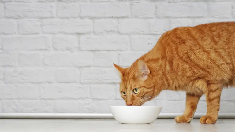 CAN CATS EAT SOY SAUCE? 5+ FACTS TO KNOW