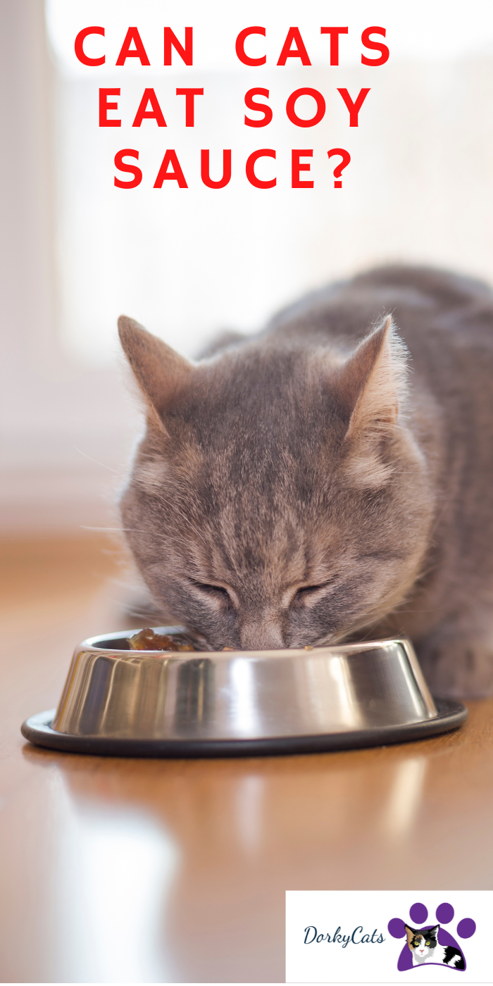CAN CATS EAT SOY SAUCE? 5+ FACTS TO KNOW DorkyCats