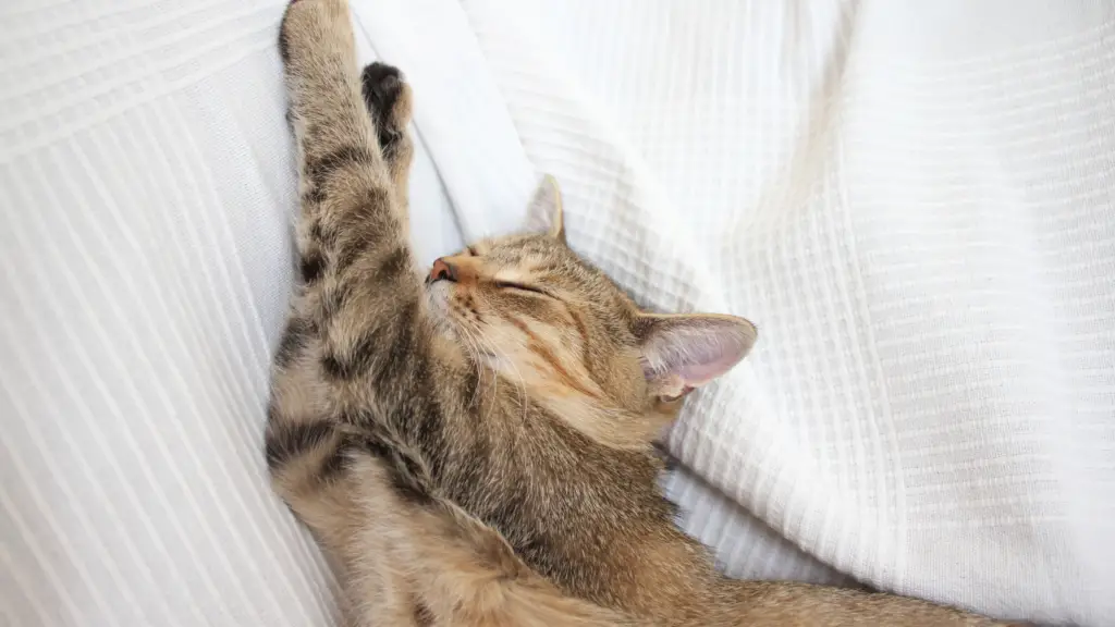 why-do-cats-meow-when-they-wake-up-3-reasons-for-it-dorkycats