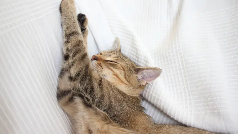 WHY DO CATS MEOW WHEN THEY WAKE UP? 3 REASONS FOR IT