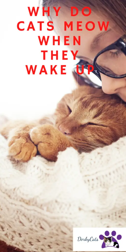 WHY DO CATS MEOW WHEN THEY WAKE UP