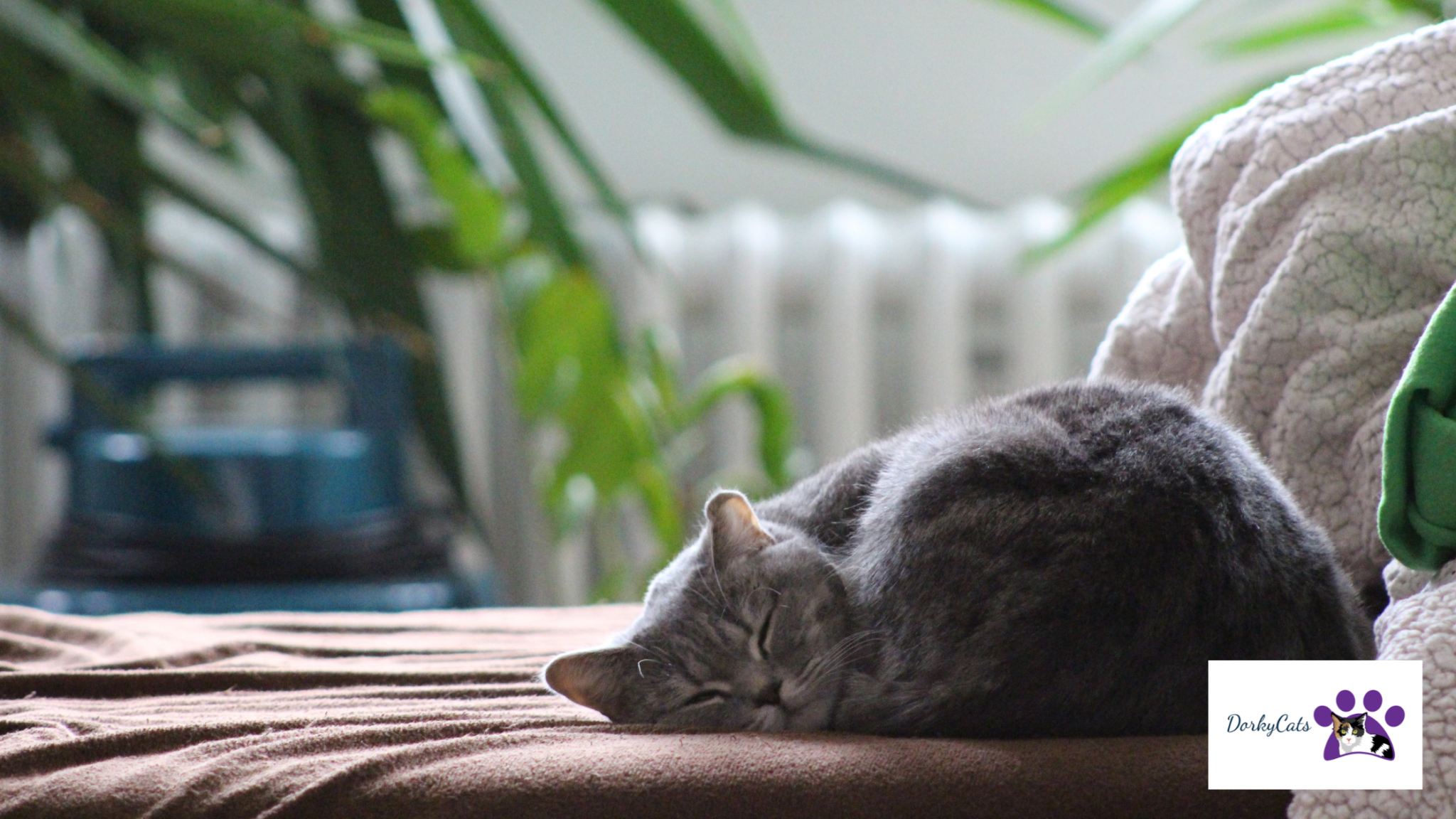 WHY DO CATS MEOW WHEN THEY WAKE UP? 3 REASONS FOR IT DorkyCats