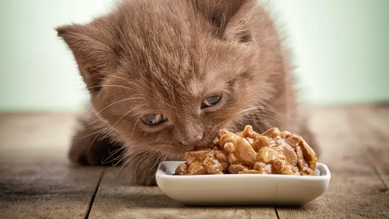 WHAT HAPPENS IF A CAT EATS EXPIRED CAT FOOD? 4 REMEDIES