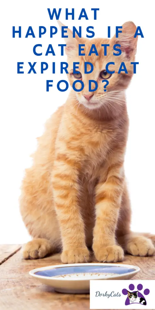 WHAT HAPPENS IF A CAT EATS EXPIRED CAT FOOD?