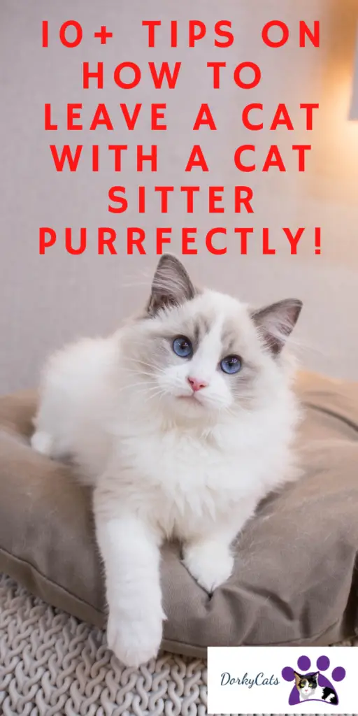 10+ TIPS ON HOW TO LEAVE A CAT WITH A CAT SITTER PURRFECTLY!