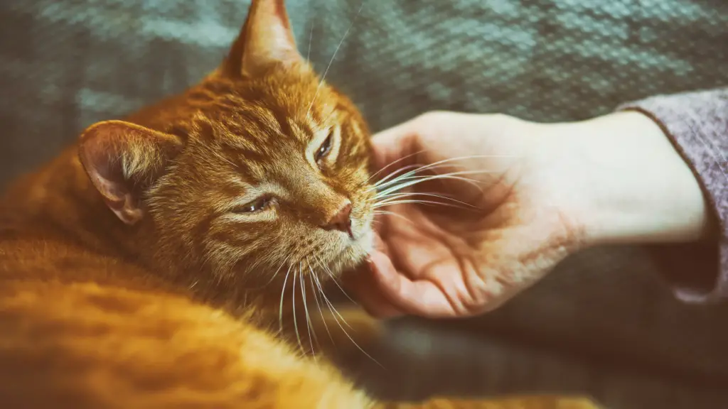 HOW TO FIND THE RIGHT CAT SITTER FOR YOU? 13+ THINGS TO CONSIDER