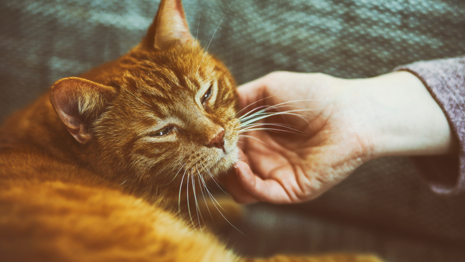 HOW EASY ARE CATS TO TAKE CARE OF? 5  REASONS THEY ARE THE EASIEST